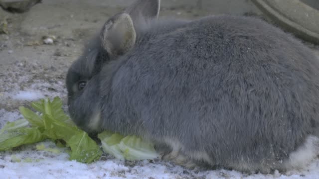 Conejo-gris-comiendo-del-costado