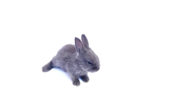 Schöne-20-Tage-Kaninchen-über-weißem-Hintergrund