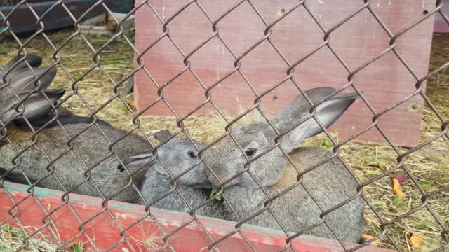 Un-montón-de-conejos-grises-lindos-en-jaula-comiendo-hierba-verde