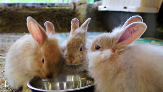 Adorables-conejos-esponjosos-comiendo-de-la-misma-cuenco-de-plata-en-la-feria-del-país