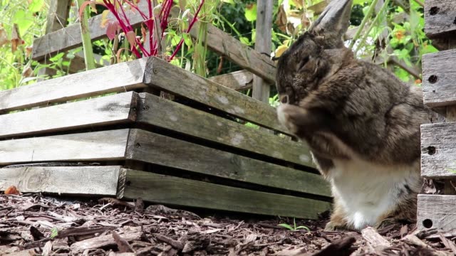 Adorable-conejo-gris-y-blanco-en-el-jardín-limpia-la-cara-y-salta-lejos