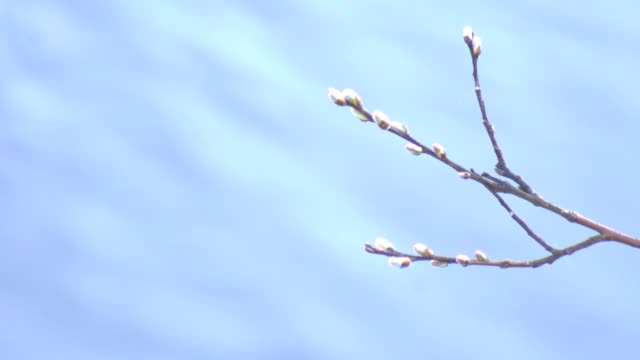 Willow-twig-blooming-with-buds-against-the-background-of-a-river,-close-up,-copy-space