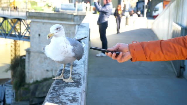Man-shows-smartphone-to-seagull-sitting-on-stone-handrail