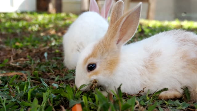 Big-Rabbit-Scramble-Eats-Carrots-Rabbits-Smaller