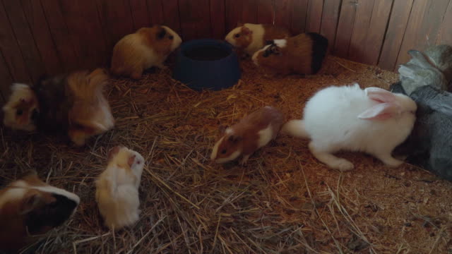 People-feed-rodents-and-rabbits-in-the-zoo-farm