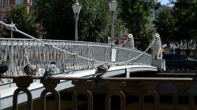 Palomas-cerca-del-puente-con-esculturas-de-leones-en-el-Griboedov-Canal---St-Petersburg,-Rusia