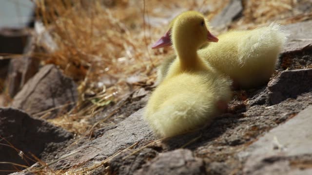 Mallard-duck-and-baby-ducklings
