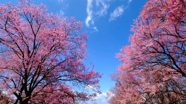 pink-cherry-blossoming