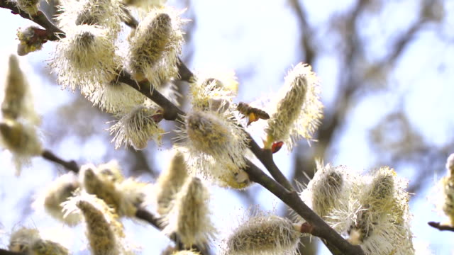 fleißige-Bienen-sammeln-Nektar-für-Honig-aus-Weide-Kätzchen-in-Zeitlupe