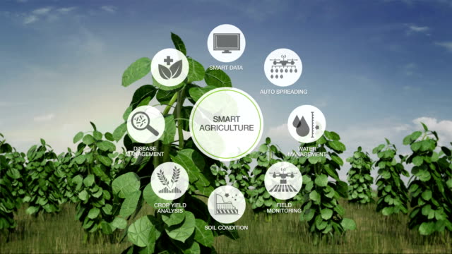 Smart-Smart-Farming-Landwirtschaft,-Runde-grafische-Symbol-"Informationen"-auf-Anlage-grüne-Feld,-Internet-der-Dinge.-4.-industrielle-Revolution.