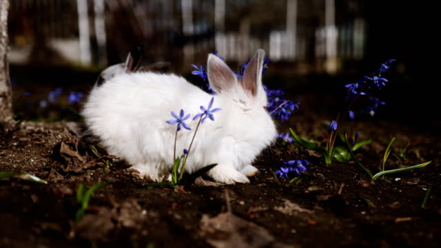 Video-von-kleinen-weißen-Kaninchen-im-freien