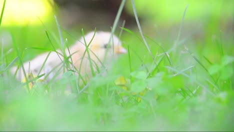 Little-chickens-in-grass