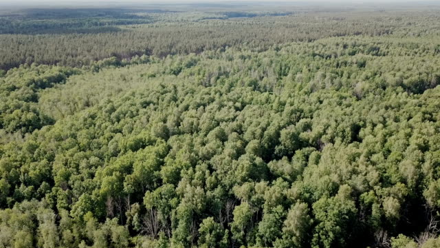 Aerial-view-of-picturesque-forest-landscape