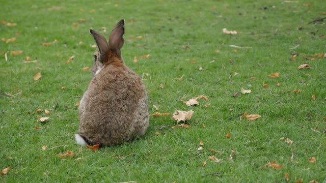 Braune-und-graue-Kaninchen-in-den-Rasen,-die-Reinigung-selbst-im-freien-Tier-4K