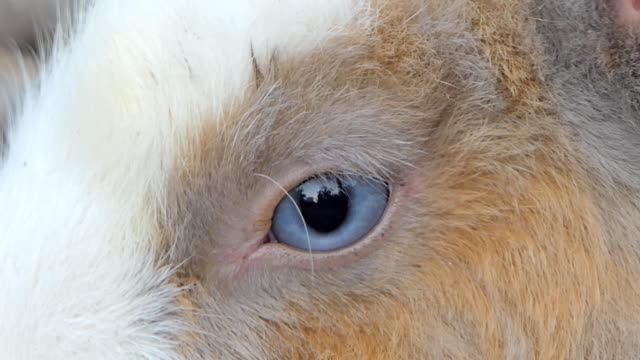 Eye-of-wild-rabbit.