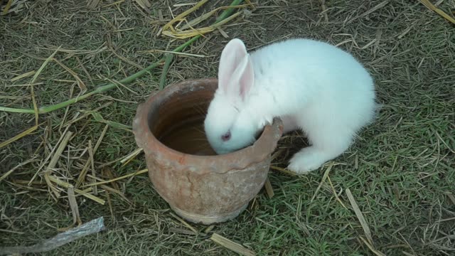 Kaninchen-Essen-und-Naschen-Rasen.