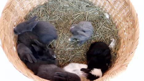 Schöne-zwanzig-Tage-Baby-Kaninchen-essen-Gemüse-in-einem-Heunest