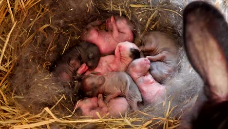 One-day-baby-rabbits-in-hay-basket