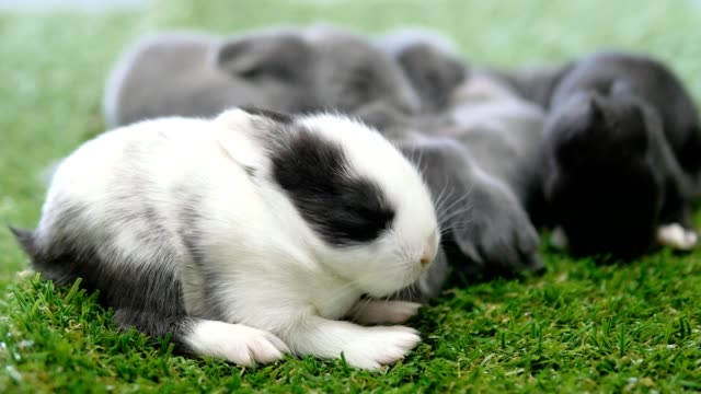 Once-días-encantadores-conejos-de-bebé-en-césped-verde-artificial