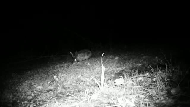 Schönheit-Europäischer-Hase-(Lepus-Europaeus)-in-der-Nacht-im-Gras