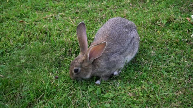 Wild-rabbit-eating-grass