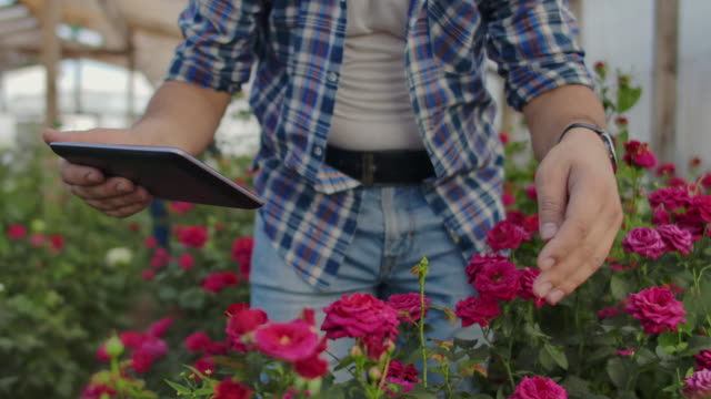 El-trabajo-en-equipo-de-los-agricultores-de-rosas-modernos-camina-por-el-invernadero-con-una-plantación-de-flores,-toca-los-cogollos-y-toca-la-pantalla-de-la-tableta