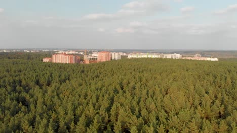 Pine-Forest-on-the-Outskirts-of-the-City.-Irpen.-Ukraine