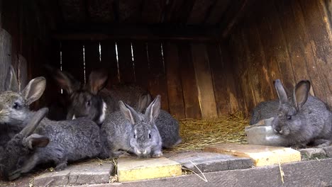 Domestic-rabbits-in-a-cage.-Bunny-sniffing.-Domestic-farming.