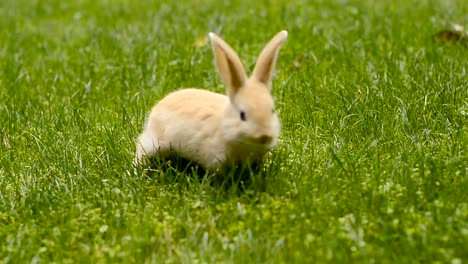 Conejo