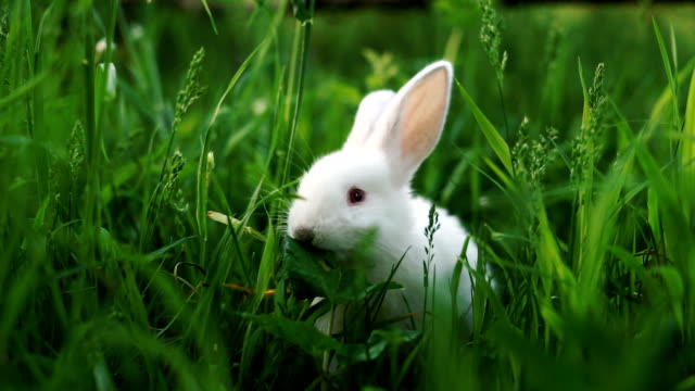A-small-white-rabbit-eats-a-green-leaf-on-a-juicy-grass-background.