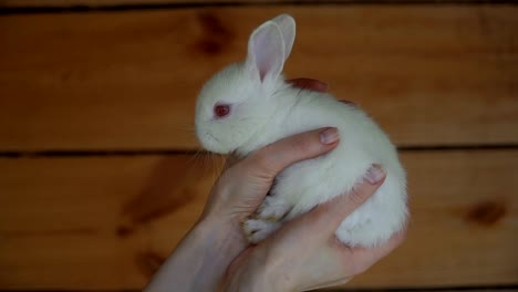 White-Rabbit.-Hands-holding-a-white-rabbit