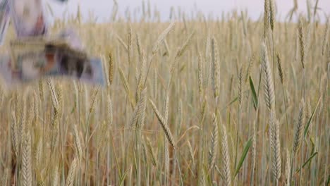 agriculture-business-money-concept-on-rye-field.-falling-USA-usd-dollar-banknote-on-rye-ears.-slow-motion