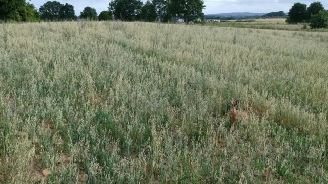 Aerial-footage-of-wild-brown-hare-eating-grass