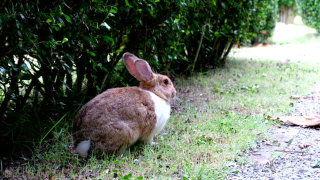 Niedliche-braune-Kaninchen-sitzen-auf-Rasen-im-Wald-Thailand,-UHD-4K-video