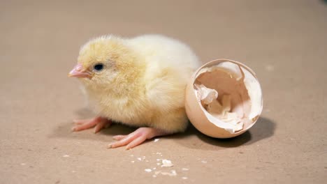 Hatched-chicken-is-near-an-eggshell,-close-up.-Chicken-hatching-from-egg-at-a-farm.