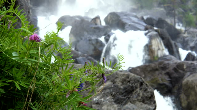 Wildpflanzen-vor-dem-Hintergrund-eines-Berg-Wasserfalls.