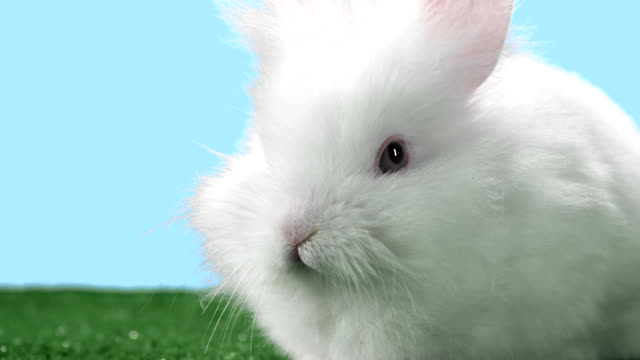 Baby-bunny-on-green-carpet-with-a-light-blue-background-looks-around