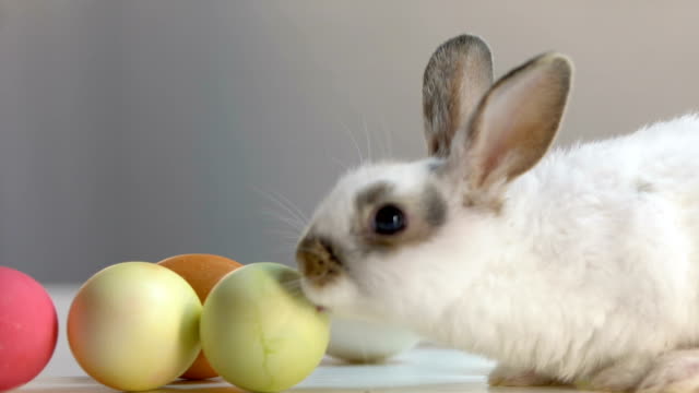 Niedlichen-weißen-Kaninchen-lecken-bunte-Eier-auf-Tisch,-Ostern-Urlaub-Symbol-verschieben