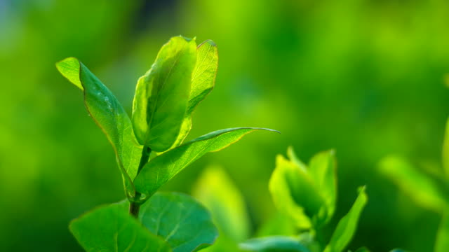 Green-leaves-on-green-background,-closeup