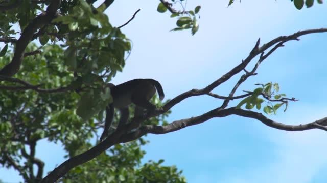 Kleiner-Affe-auf-Baumzweig-im-tropischen-Wald.-Nahe-wilden-Affen-sitzen-auf-Ast-von-tropischen-Bäumen-im-Regenwald.-Wildes-Tier-in-der-Natur