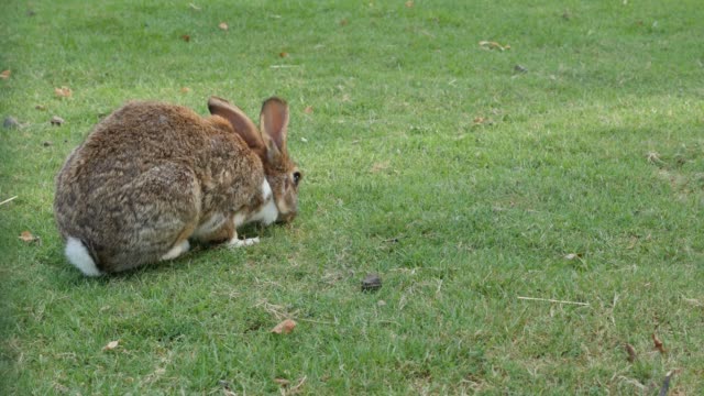Bunny-in-the-field-eating-grass-anf-playing-4K-3840X2160-UltraHD-footage---Hare-enjoying-outdoor-natural-scene-4K-2160p-UHD-video