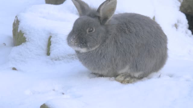 Kaninchen-schnüffeln-im-Schnee