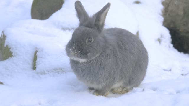 Graues-Kaninchen-sitzt-in-Schnee