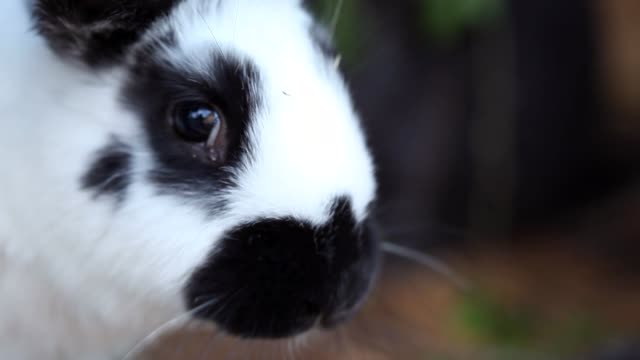 Baby-Rabbits-Eating-Greenery