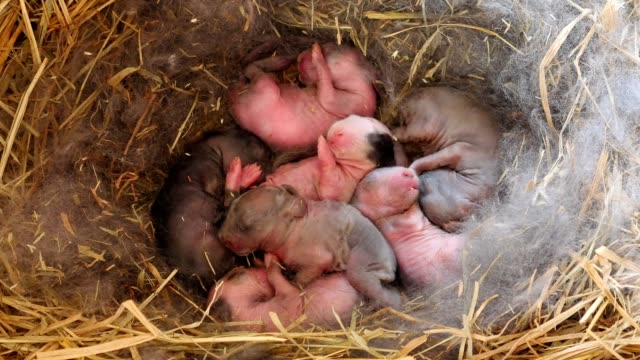 One-day-baby-rabbits-in-hay-basket