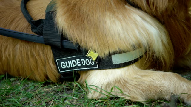 Guide-dog-with-harness-breathing-after-trainings-outdoor,-cynology-closeup