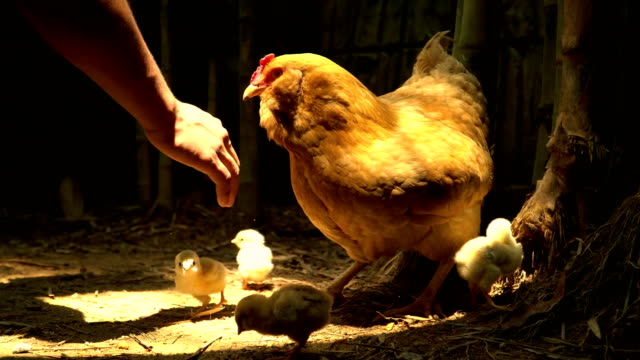 free-run-hen-with-little-chicken-eating-in-farm