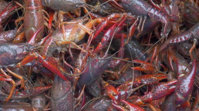 Live-Crawfish-Are-Sprayed-in-a-Bucket-of-Water-Before-a-Low-Country-Boil---4K