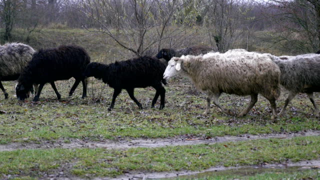Rebaño-de-ovejas-el-resto-en-el-campo-del-granjero