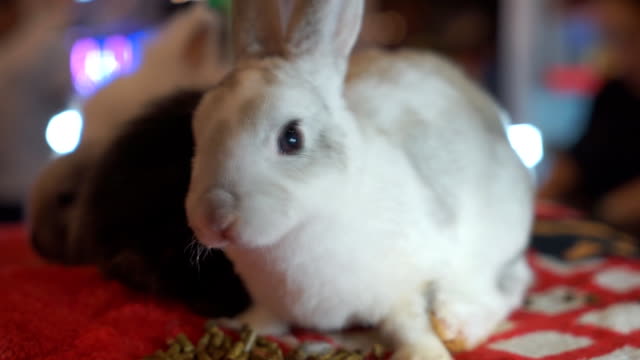 Rabbit-looking-camera-in-store,